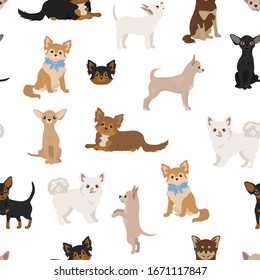 Chihuahua dogs seamless pattern. Different varieties of coat color set.  Vector illustration