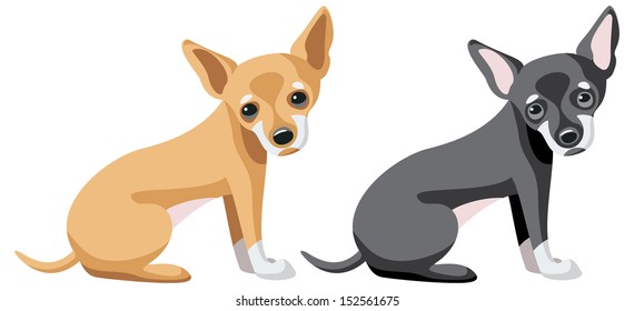 chihuahua dogs in two different colors