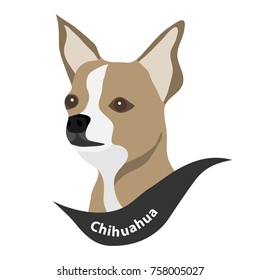 Chihuahua, the head of a dog, a dog. Flat design, vector illustration, vector.