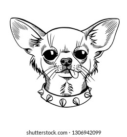 chihuahua head sketch. hand drawn on a white background