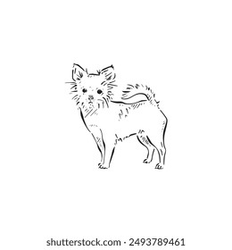 A chihuahua illustration in black and white sketch style. Canine handbag dog, cute illustration, drawn by hand in a sketch style.