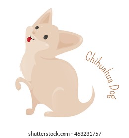 Chihuahua isolated on white background. 