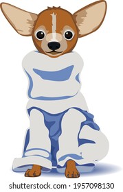 Chihuahua with large ears and big eyes wearing a turtleneck sweater sitting down