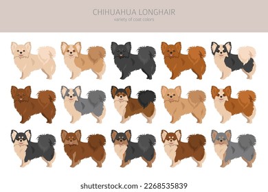 Chihuahua long haired clipart. All coat colors set.  Different position. All dog breeds characteristics infographic. Vector illustration