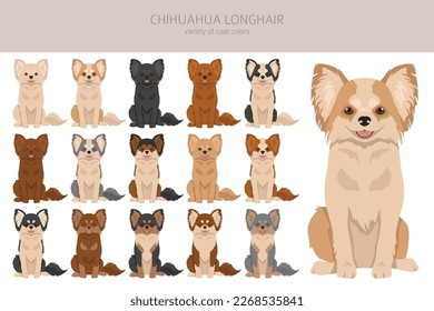 Chihuahua long haired clipart. All coat colors set.  Different position. All dog breeds characteristics infographic. Vector illustration