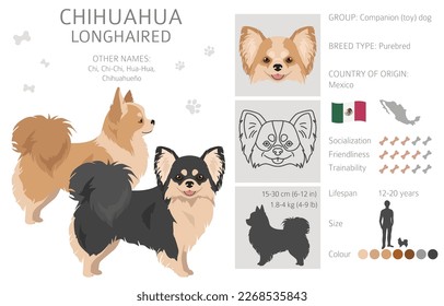 Chihuahua long haired clipart. All coat colors set.  Different position. All dog breeds characteristics infographic. Vector illustration