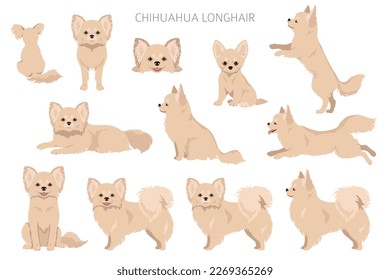 Chihuahua long haired clipart. All coat colors set.  Different position. All dog breeds characteristics infographic. Vector illustration