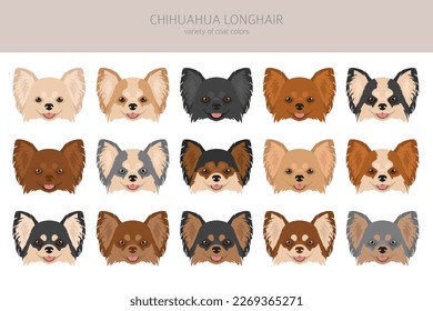 Chihuahua long haired clipart. All coat colors set.  Different position. All dog breeds characteristics infographic. Vector illustration