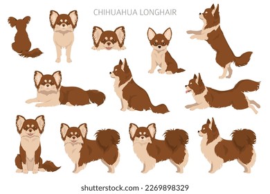 Chihuahua long haired clipart. All coat colors set.  Different position. All dog breeds characteristics infographic. Vector illustration