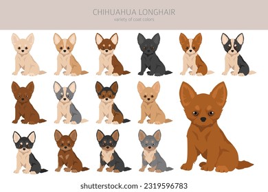 Chihuahua long haired puppies clipart. All coat colors set.  Different position. All dog breeds characteristics infographic. Vector illustration