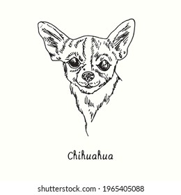 Chihuahua muzzle front view. Ink black and white doodle drawing in woodcut style.