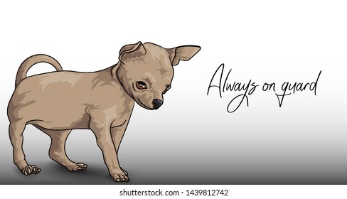 Chihuahua on a light background with the inscription "Always on guard"
