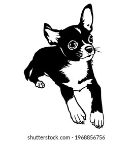 Chihuahua Puppy Little Chihuahua Dog Puppy Lies Vector File Silhouette Scream Cut