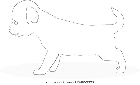 Chihuahua puppy standing sideways on its paws, contour