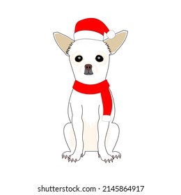 chihuahua in Santa clause hat and knit with white background