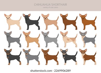 Chihuahua short haired clipart. All coat colors set.  Different position. All dog breeds characteristics infographic. Vector illustration