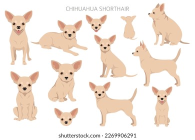 Chihuahua clipart de pelo corto. Todos los colores del abrigo.  Posición diferente. Todas las razas de perros tienen características infográficas. Ilustración del vector