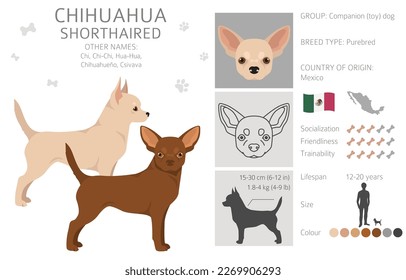 Chihuahua short haired clipart. All coat colors set.  Different position. All dog breeds characteristics infographic. Vector illustration