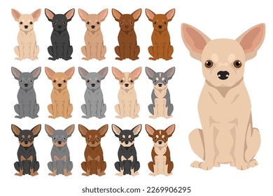 Chihuahua short haired clipart. All coat colors set.  Different position. All dog breeds characteristics infographic. Vector illustration