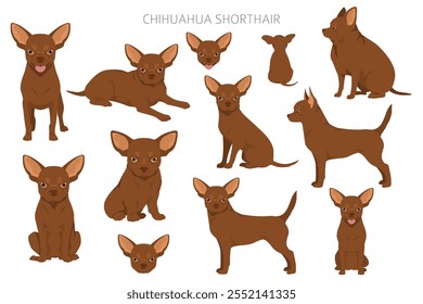 Chihuahua short haired clipart. All coat colors set.  Different position. All dog breeds characteristics infographic. Vector illustration