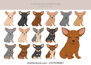 Chihuahua short haired puppies clipart. All coat colors set.  Different position. All dog breeds characteristics infographic. Vector illustration