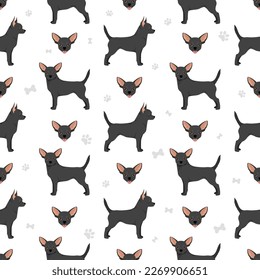 Chihuahua short haired seamless pattern. Vector illustration