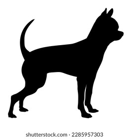 Chihuahua Silhouette. Dog breeds. Silhouette. Vector