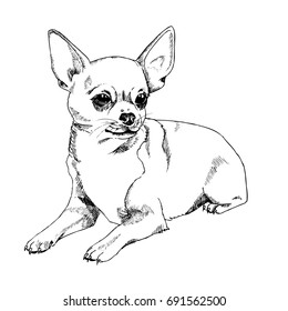 Chihuahua Hand Draw Images Stock Photos Vectors Shutterstock