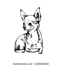 chihuahua sketch. hand drawn on a white background