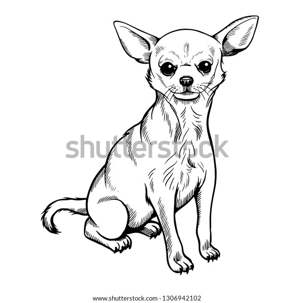 Chihuahua Sketch Hand Drawn On White Stock Vector Royalty Free