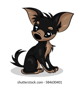 chihuahua small cute dog with big eyes