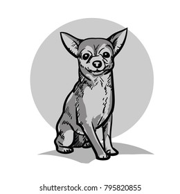 Chihuahua. A small dog. Illustration.