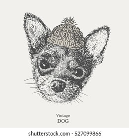 Chihuahua. vector. drawing pen. dog in a knitted cap