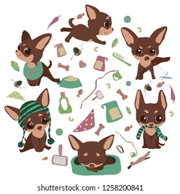 Chihuahua. Vector illustration set of stickers of six chihuahua puppies in different positions with accessories