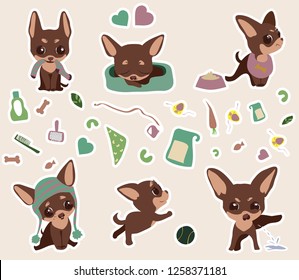 Chihuahua. Vektorgrafik-Set von Aufklebern von sechs chihuahua Welpen. Gehörter Hund. Hundezubehör.