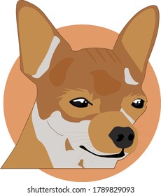 Chihuahua who is observing something.