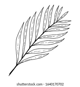 Chiki palm leaf in graphic style black outline isolated on white background, stock vector illustration for design and decor, prints, logo template, sticker