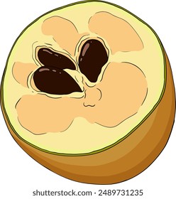Chiku elements. Sapodilla naseberry naseberry colored fruits. Vector botanical design of exotic tropical fruit