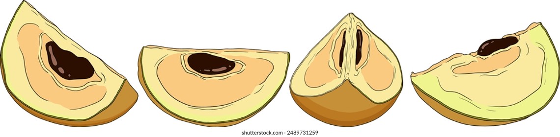 Chiku-Elemente. Sapodilla naseberry gefärbte Früchte. Vektorgrafik Botanisches Design von exotischen tropischen Früchten