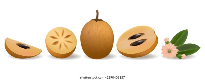 Chiku elements. Sapodilla naseberry pouteria fruits whole half slice and flower in realistic style, colorful tropical fresh sapota items isolated on white background