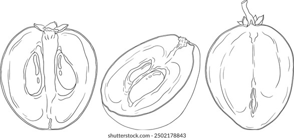 Chiku elements. Sapodilla naseberry pouteria line fruits. Vector botanical design of exotic tropical fruit