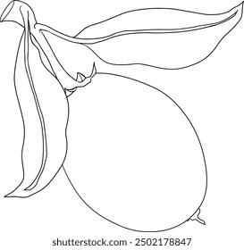 Chiku elements. Sapodilla naseberry pouteria line fruits. Vector botanical design of exotic tropical fruit