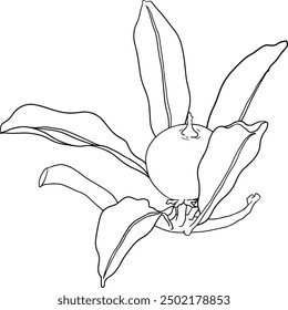 Chiku elements. Sapodilla naseberry pouteria line fruits. Vector botanical design of exotic tropical fruit