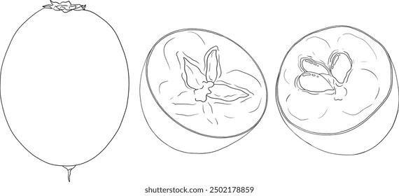 Chiku elements. Sapodilla naseberry pouteria line fruits. Vector botanical design of exotic tropical fruit