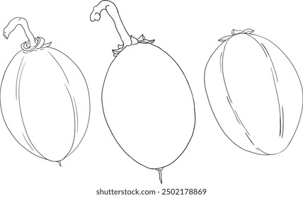 Chiku elements. Sapodilla naseberry pouteria line fruits. Vector botanical design of exotic tropical fruit