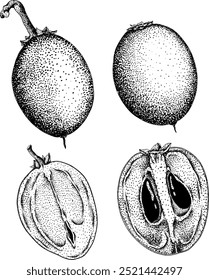 Elementos Chiku. Sapodilla naseberry pouteria grabando frutas. Vector Diseño botánico de fruta tropical exótica