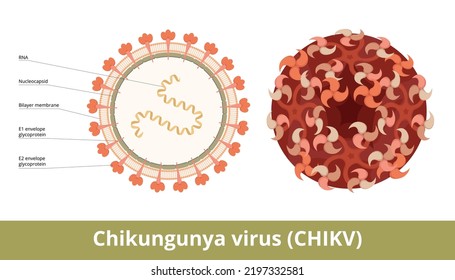 Chikungunya virus (CHIKV). An RNA virus, a member of the family Togaviridae causes Chikungunya infection. Viral cell with RNA strand, glycoproteins, nucleocapsid and bilayer lipid membane.