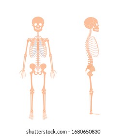 Child Boy Skeleton Anatomy In Front And Side Profile View. Vector Isolated Flat Illustration Of Skull And Bones In Human Kid Body. Halloween, Medical, Educational Or Science Banner
