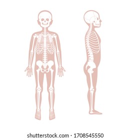 Child boy skeleton anatomy in front and side profile view. Vector isolated flat illustration of skull and bones in human kid body. Halloween, medical, educational or science banner

