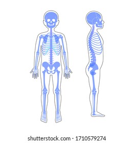 Child boy skeleton anatomy in front and side profile view. Vector isolated flat illustration of skull and bones in human kid body. Halloween, medical, educational or science banner

